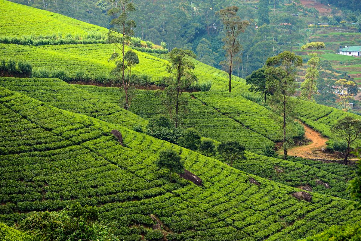 15 Sri Lanka Fun Facts To Ignite Your Curious Soul 2023