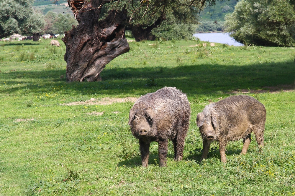2 furry pigs in Hungary