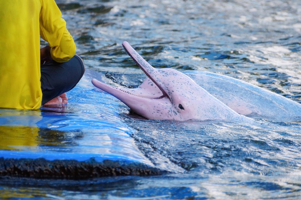 A pink dolphin being fed by person