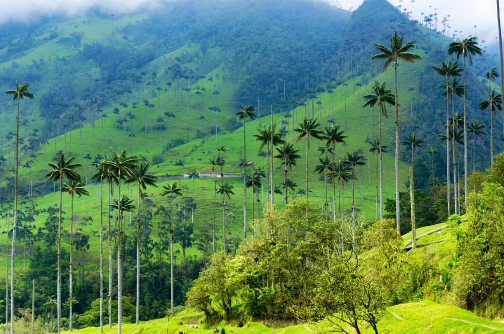 Wax Palms in colombia