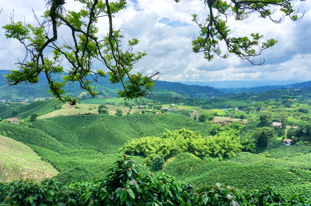 Coffee plantations in Colombia