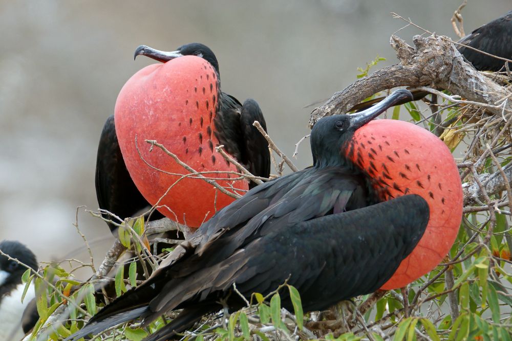 2 frigatebirds