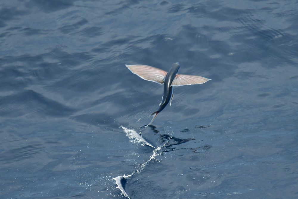 Barbados flying fish