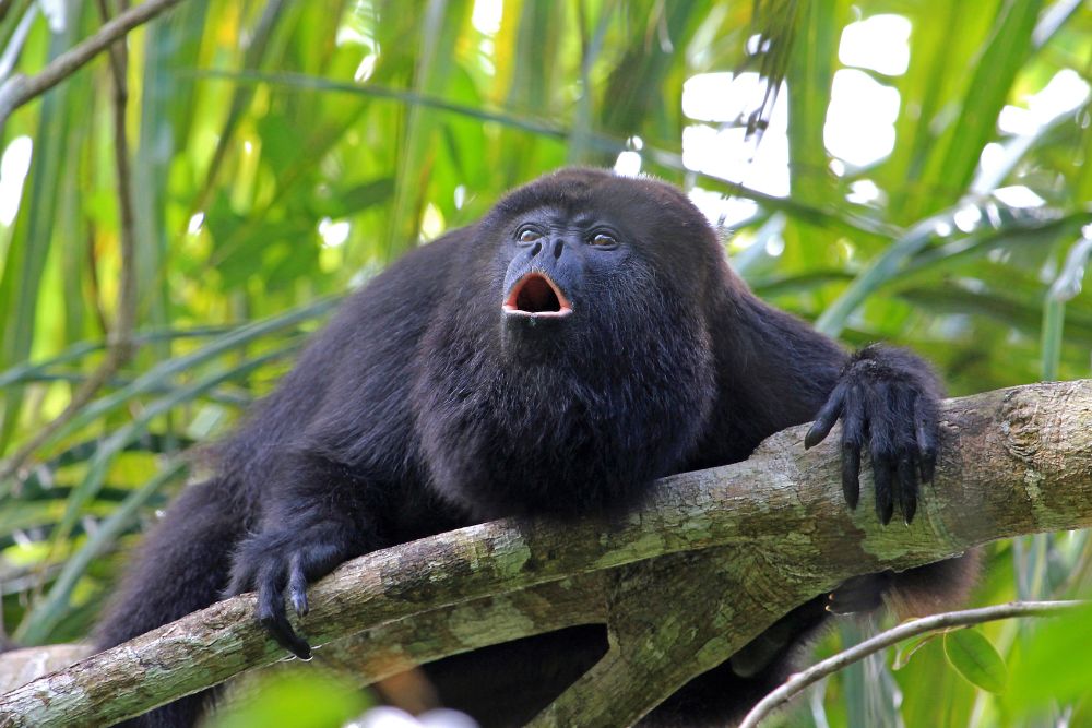 Black Howler Monkey