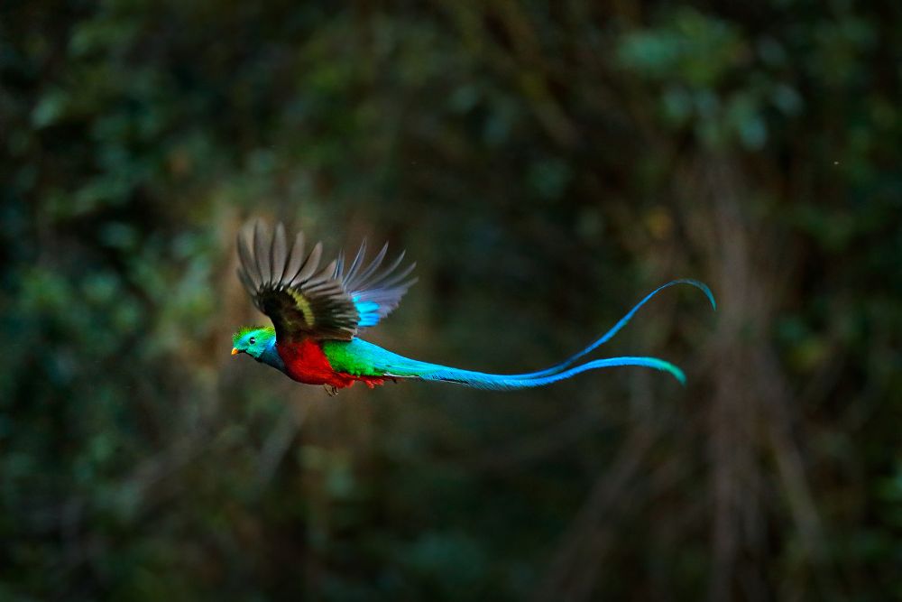 a Quetzal flying
