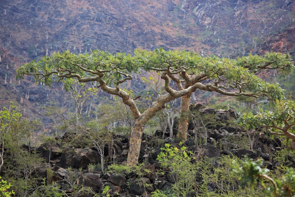 Boswellia trees on mountain top