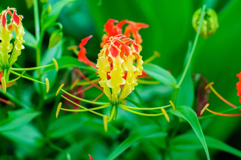 Flame Lily