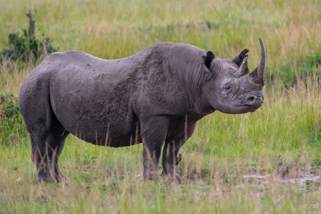 A Black Rhino standing on a field