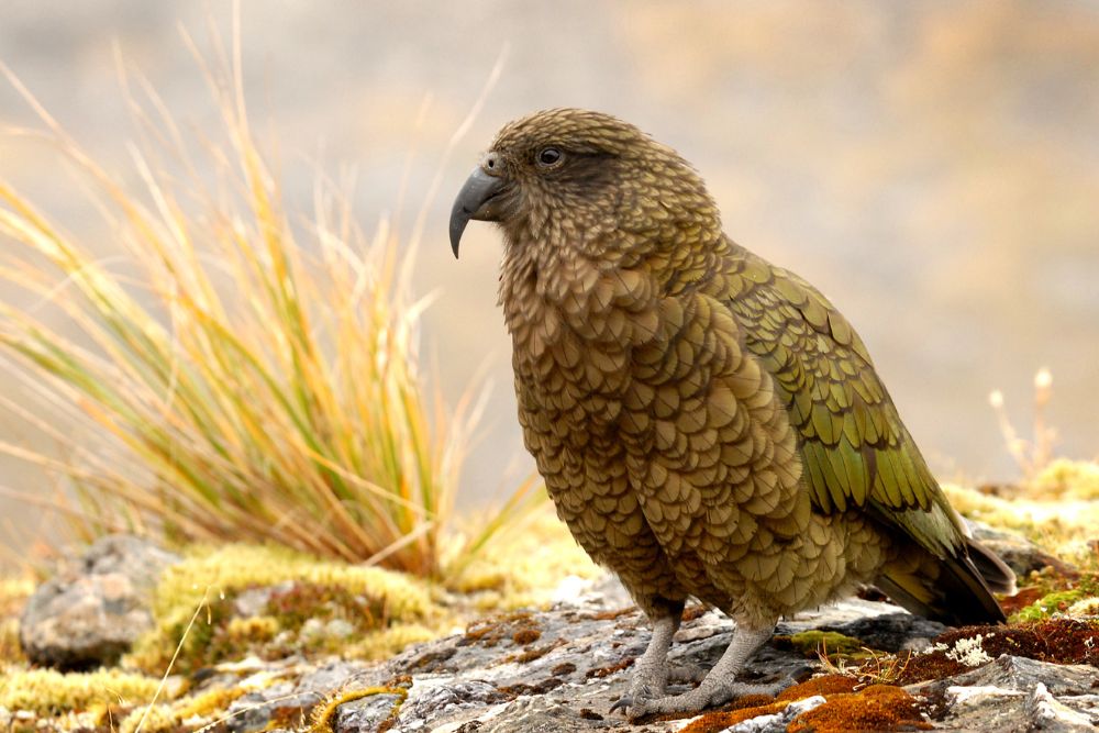 A Kea Bird