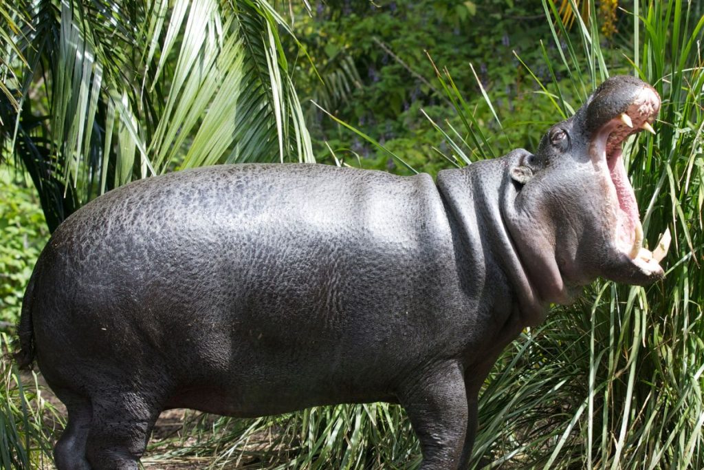 pygmy hippopotamus