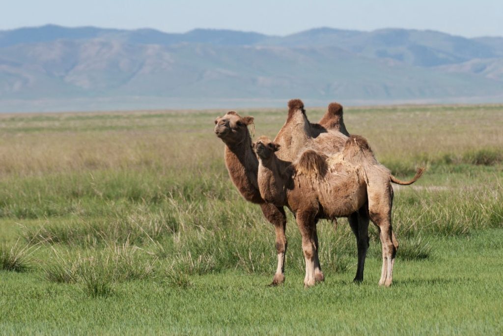 23 Fun Facts About Mongolia's Culture And Geography 2 Bactrian Camel