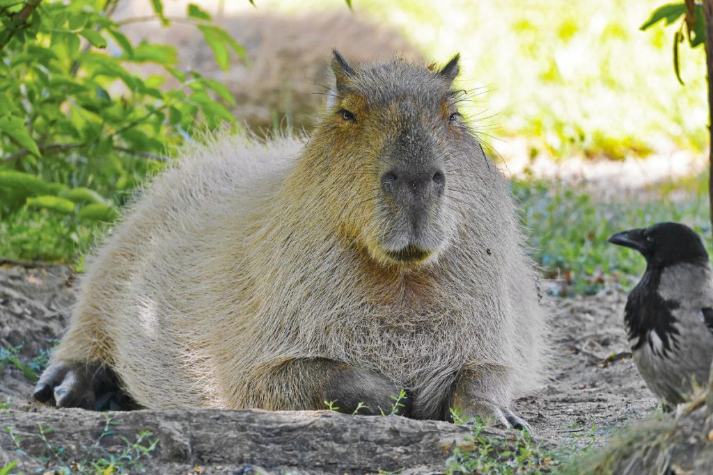 a capybara and magpie on ground