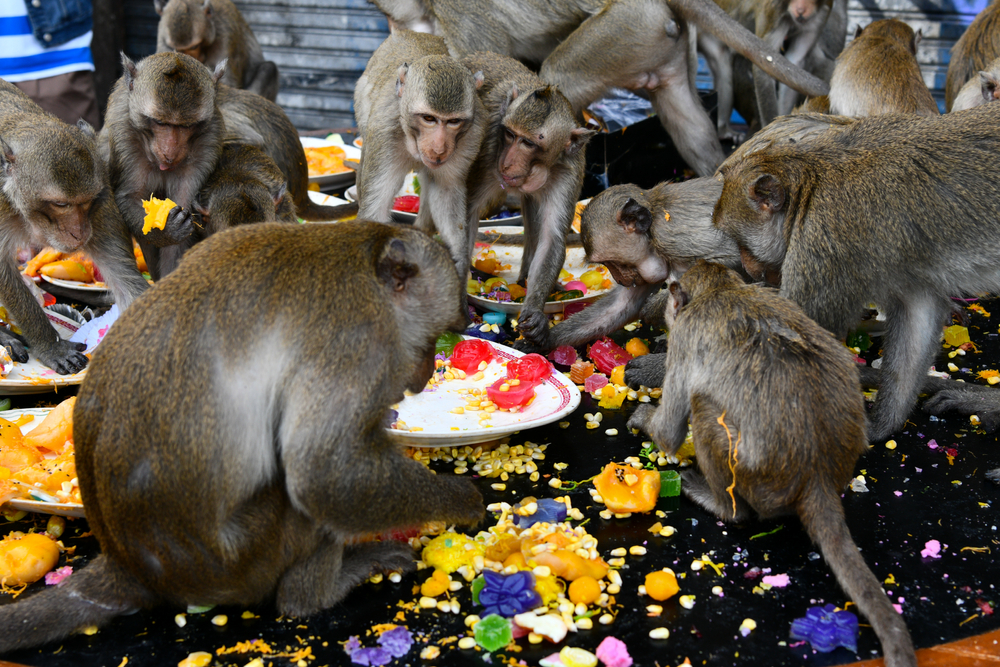 15 Fun Facts About Thailand From The Land of Smiles 2 Monkeys eating at the Monkey Banquet Festival’