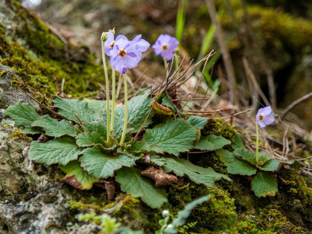 Ramonda Serbica