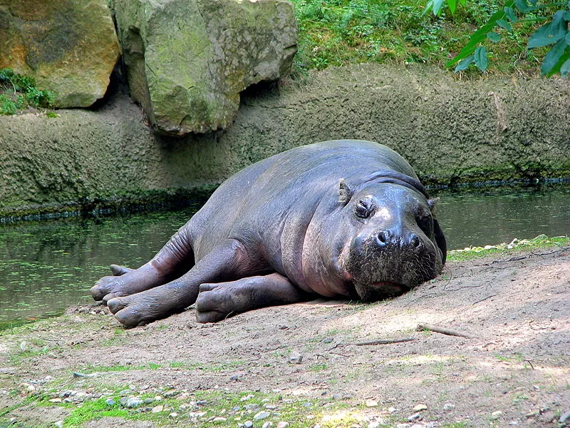 pygmy hippopotamus1
