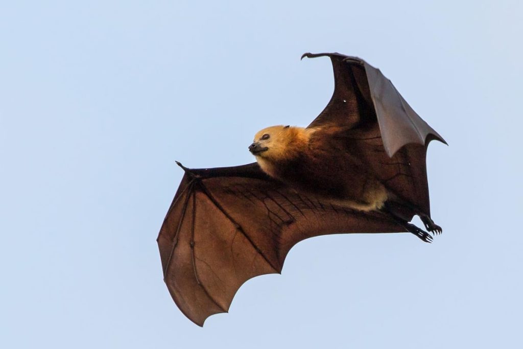 mauritius frui bat flying jacques de speville